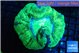 Trachyphyllia green 4-8 cm WYSIWYG acclimaté