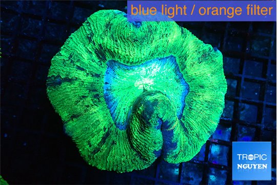 Trachyphyllia green 4-8 cm WYSIWYG acclimaté