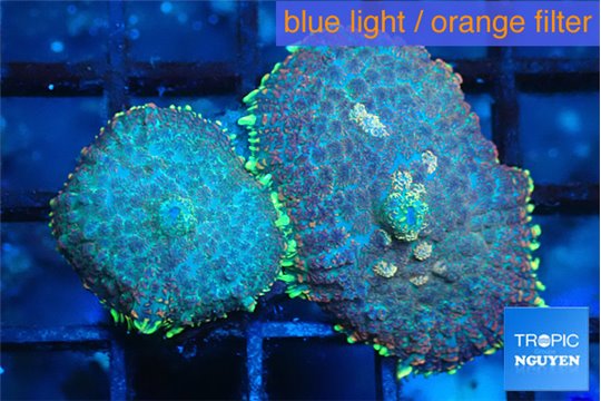 Rhodactis golden blue Tonga 2 polyps WYSIWYG acclimaté
