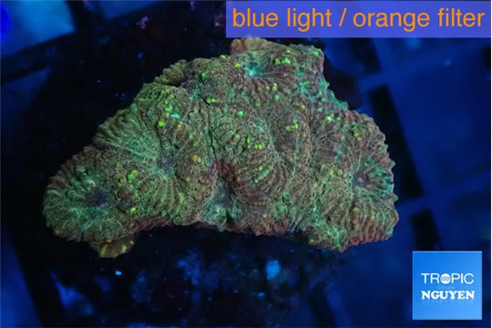 Favia golden boy 2-4 cm WYSIWYG acclimaté