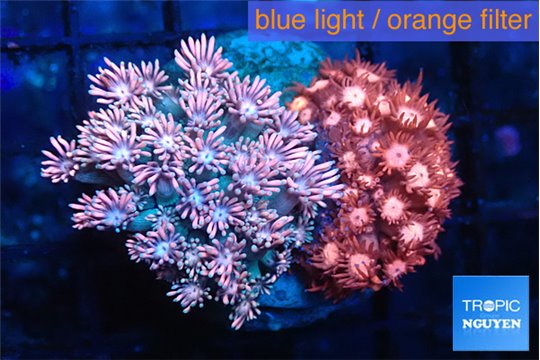 Goniopora red & pink premium 4-8 cm WYSIWYG acclimaté