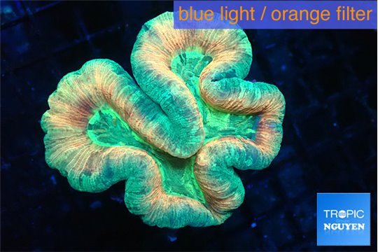 Trachyphyllia rainbow 4-8 cm WYSIWYG acclimaté