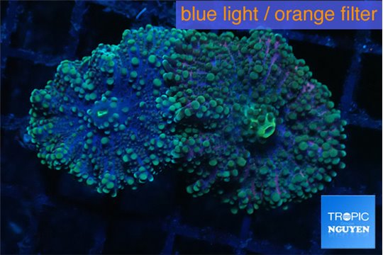Ricordea yuma rainbow 2 polyps WYSIWYG acclimaté
