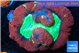 Trachyphyllia red green premium 4-8 cm WYSIWYG acclimaté
