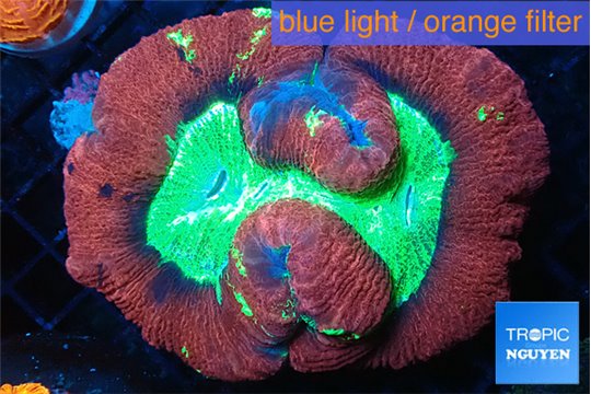 Trachyphyllia red green premium 4-8 cm WYSIWYG acclimaté