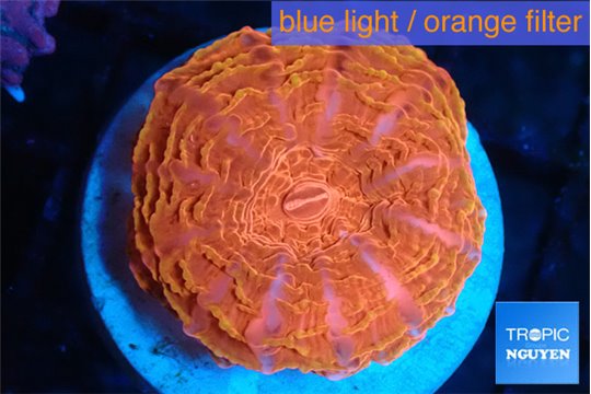 Cynarina red flash 3-6 cm WYSIWYG acclimaté