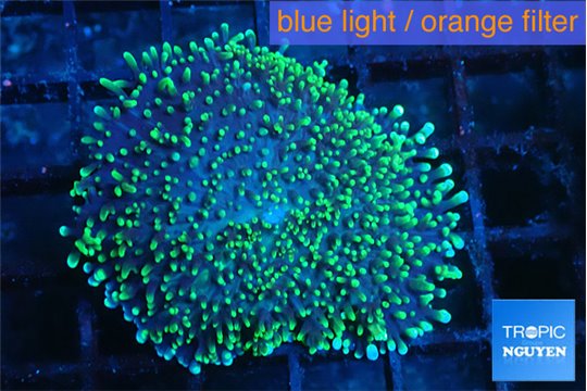 Ricordea neon green long hair 5-8 cm WYSIWYG acclimaté