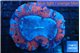Trachyphyllia blue red premium 4-7 cm WYSIWYG acclimaté