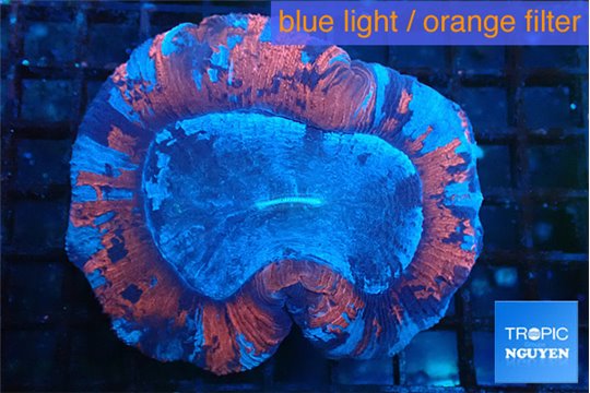 Trachyphyllia blue red premium 4-7 cm WYSIWYG acclimaté
