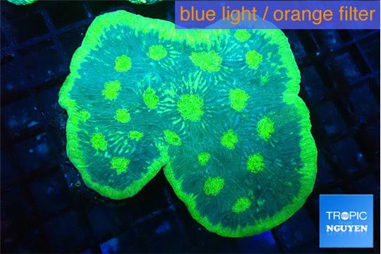 Echinophyllia green golden moon 8-12 cm WYSIWYG acclimaté