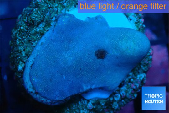 Sarcophyton full neon green polyps Australia 2-4 cm WYSIWYG acclimaté