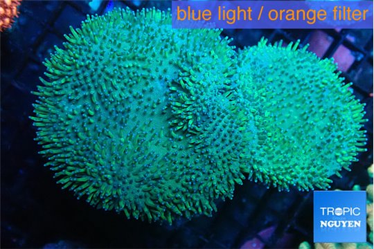 Sarcophyton double body & long polyps 9-16 cm WYSIWYG acclimaté