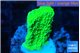 Montipora green cap 2-3 cm WYSIWYG acclimaté
