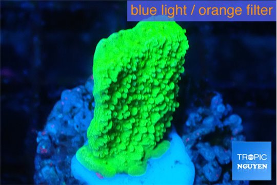Montipora green cap 2-3 cm WYSIWYG acclimaté