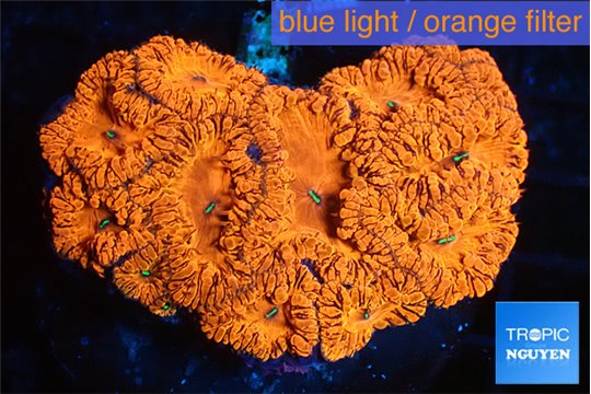 Blastomussa wellsi red cherry pop 5-7 cm WYSIWYG acclimaté