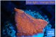 Montipora red cap 2-3 cm WYSIWYG acclimaté