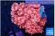 Goniopora rubis 2-4 cm WYSIWYG acclimaté