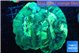 Trachyphyllia green 4-8 cm WYSIWYG acclimaté