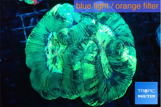 Trachyphyllia green 4-8 cm WYSIWYG acclimaté