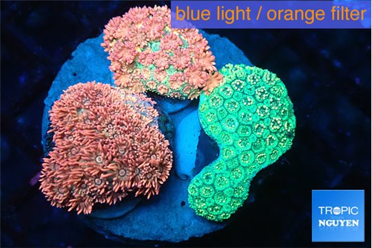 Goniopora garden premium 4-8 cm WYSIWYG acclimaté