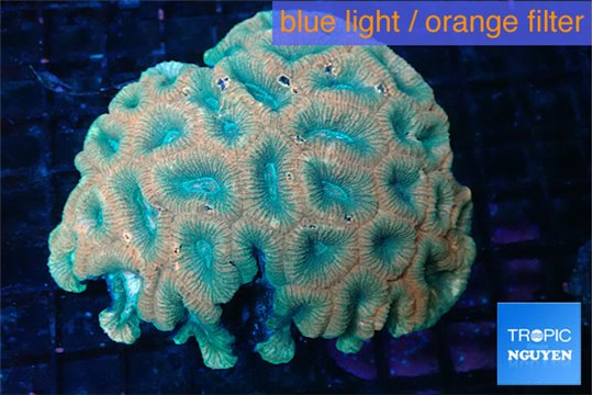 Favia rainbow 6-10 cm WYSIWYG acclimaté