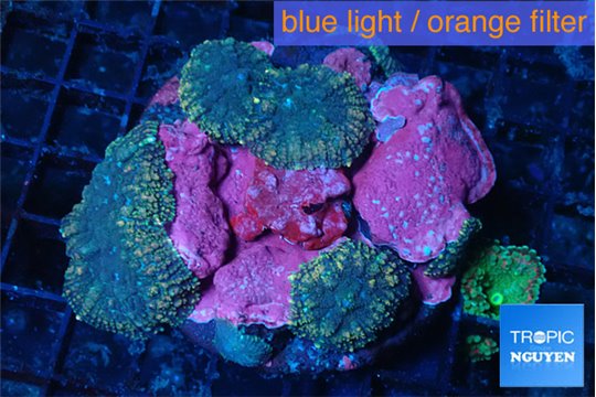 Rhodactis golden blue Tonga 3-4 polyps WYSIWYG acclimaté