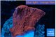 Montipora red cap 2-4 cm WYSIWYG acclimaté