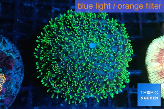 Ricordea neon green long hair 4-6 cm WYSIWYG acclimaté