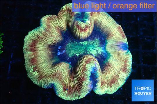 Trachyphyllia golden fusion 4-8 cm WYSIWYG acclimaté