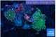 Ricordea yuma green purple 2 polyps WYSIWYG acclimaté