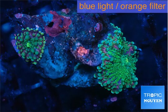 Ricordea yuma green purple 2 polyps WYSIWYG acclimaté