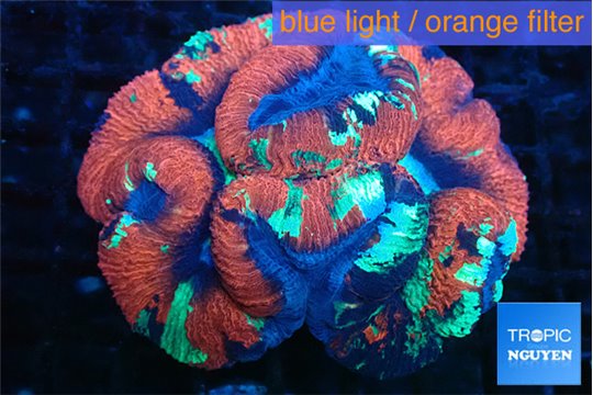 Trachyphyllia tricolor premium 5-9 cm WYSIWYG acclimaté