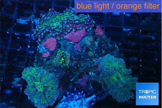 Ricordea yuma green purple 3-4 polyps WYSIWYG acclimaté