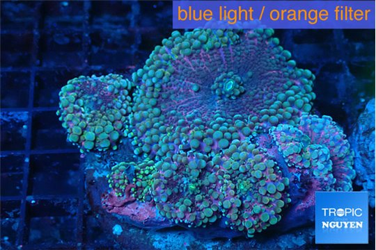 Ricordea yuma green purple 8-11 cm WYSIWYG acclimaté