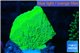 Montipora green cap 2-3 cm WYSIWYG acclimaté
