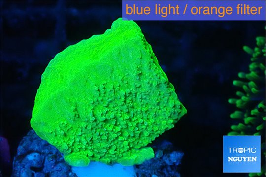 Montipora green cap 2-3 cm WYSIWYG acclimaté