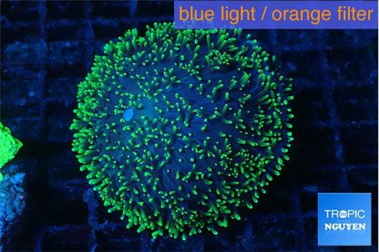 Ricordea neon green long hair 4-6 cm WYSIWYG acclimaté