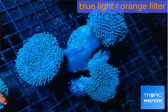 Sarcophyton multi body & long white tips polyps 8-16 cm WYSIWYG acclimaté