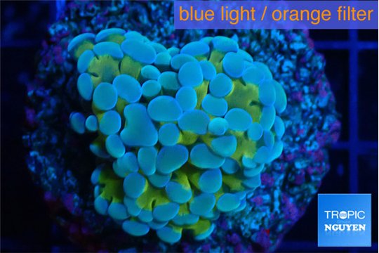 Euphyllia paraancora gold purple 3-5 cm WYSIWYG acclimaté