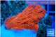 Montipora red cap 2-3 cm WYSIWYG acclimaté