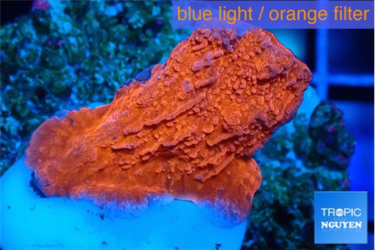 Montipora red cap 2-3 cm WYSIWYG acclimaté