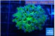 Euphyllia yayaemaensis green & purple tip 3-5 cm WYSIWYG acclimaté
