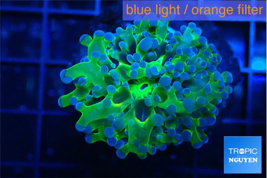 Euphyllia yayaemaensis green & purple tip 3-5 cm WYSIWYG acclimaté