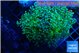 Euphyllia paradivisa green sunset 4-8 cm WYSIWYG acclimaté