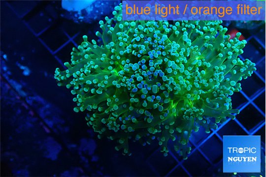 Euphyllia paradivisa green sunset 4-8 cm WYSIWYG acclimaté