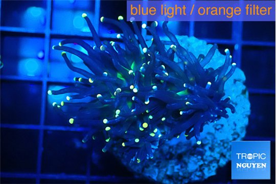 Euphyllia glabrescens joker orange tip 3-6 cm WYSIWYG acclimaté