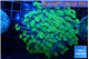 Alveopora green 4-6 cm WYSIWYG acclimaté