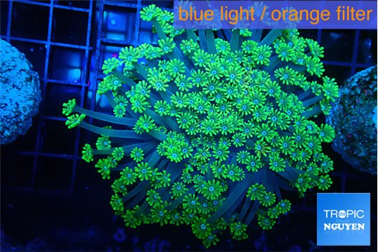 Alveopora green 4-6 cm WYSIWYG acclimaté