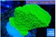 Montipora green cap 3-4 cm WYSIWYG acclimaté
