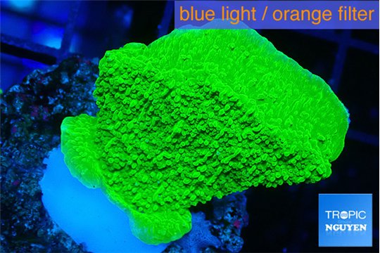 Montipora green cap 3-4 cm WYSIWYG acclimaté
